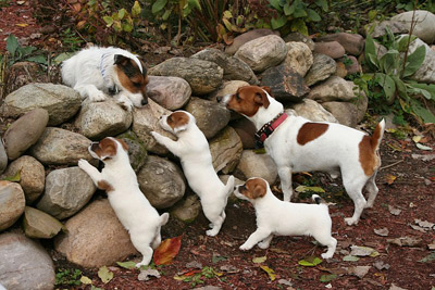 Jack Russell Terrier Family by Lynne Littlefield