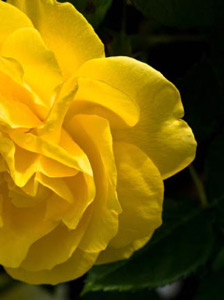 Yellow Rose by George Wallace