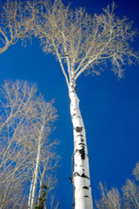 Aspen on Blue by George Wallace