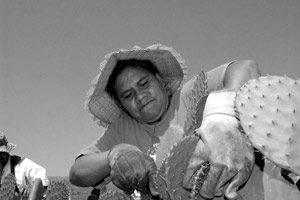 Zenaida Harvesting Nopal by Joseph Sorentino