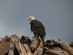 King Eagle by David Perlman