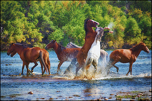 Horses by Jim Dusen