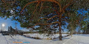 Norway Pine - Seneca Park by Sheridan Vincent