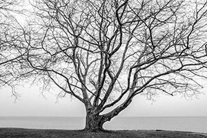 Tree on Hamlin Shore by Adrian DeJesus