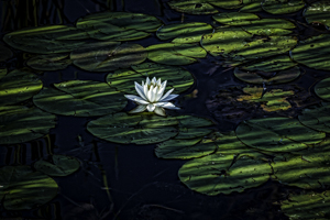 Mendon Lilly Pads by Michelle Turner