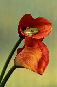 Frog in Calla Lilly by John Williamson