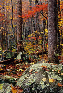 Lichen Rock by Phyllis Thompson