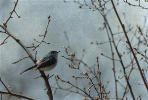 Bird in the Bush by Angela Possemato