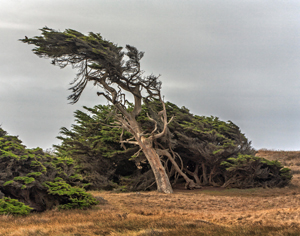 Prevailing Wind at Bodega Bay by Carl Crumley