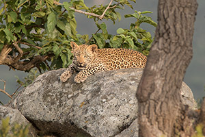 Leopard Cub by Dick Bennett