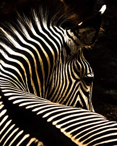 Stripes by Maggie Harnell