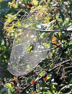 Spider Web by Liz Mahle