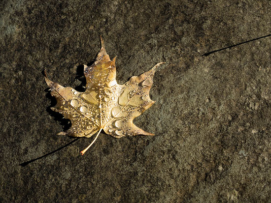 Water Leaf by Michael Keaton