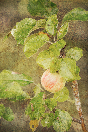 Heirloom Apples by Angela Possemato