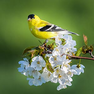American Goldfinch by Paul English