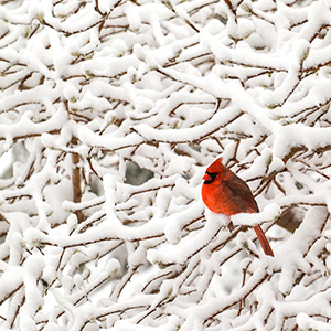 Cardinal in Snow by Clyde Comstock