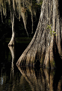Swamp Mood by Peter Blackwood