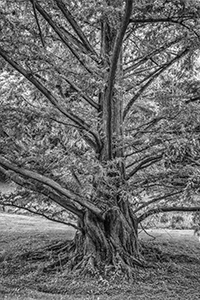 Durand - Larch Tree by Don Menges