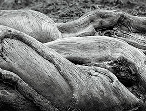 Roots at King's Landing, Hilo,HI by Susan C. Larkin