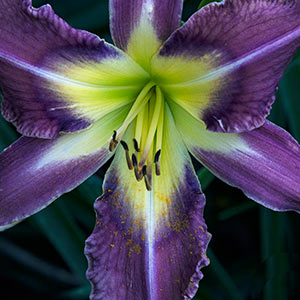 Day Lily by Luanne Pero