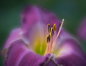 Purple Lily - Crumley