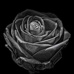 A Rose by any other Name by Kredo