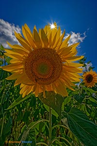 Sun, Sunflower by Sheridan Vincent