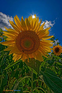 Vincent-Sun and Sunflower - Highland Park