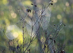 Webs by Melissa Mance-Coniglio