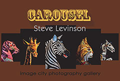 Carousel Levinson22 Card