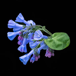 Portrait of a Bluebell by Marie Costanza