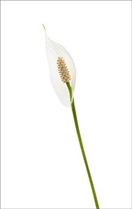 Peace Lilly by John Solberg