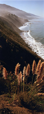 Big Sur with Pompas Grass by Phyllis Thompson