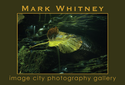 Mark Whitney Card
