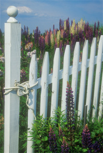 White Picket Fence by Phyllis Thompson