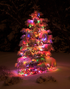 Neighborhood Christmas Tree by Carl Crumley