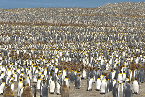 Waves of King Penguins by Ted Tatarzyn