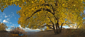 Maple-Durand Eastman Beach by Sheridan Vincent