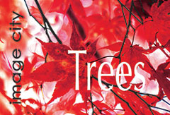 Trees Show Card