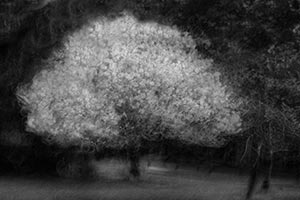 Magnolia Impression by Luann Pero