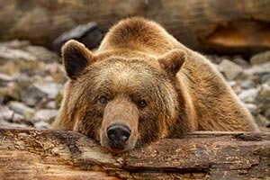 Grizzly Bear by Zachariah Mein