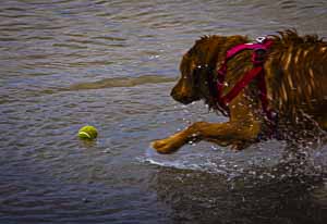 Fetch by Steve Levinson