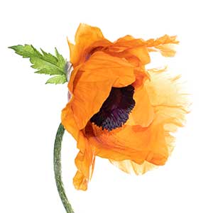 Orange Poppy #2 by Tom Kredo