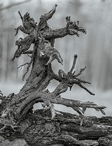 Pine Roots by Susan C. Larkin