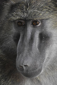 Olive Baboon by Jason Able