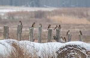 Fence Sitters by Christy Hibsch
