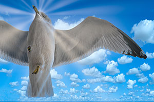 Seagull from Heaven by Tom Kredo