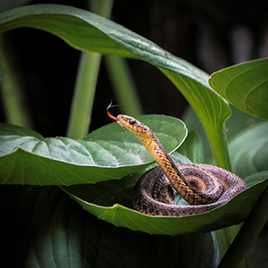 Snake by Paul Shew