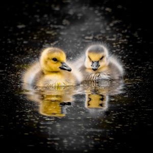 Twin Reflections by Marie Costanza