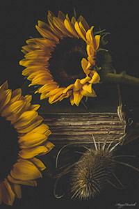 Sunflower and Thistle by Maggie Hamell